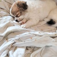 Chihuahua maschio pedigree