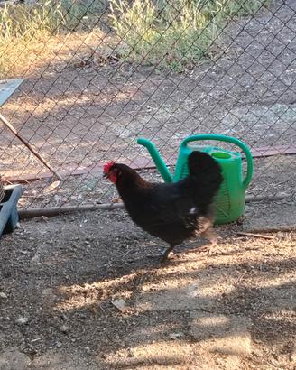 Marans
