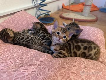 Bengala cuccioli prenotazioni