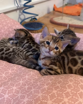Bengala cuccioli prenotazioni
