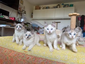 Cuccioli RAGDOLL
