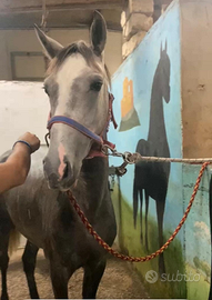 Puledra espano araba