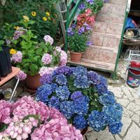 fiori