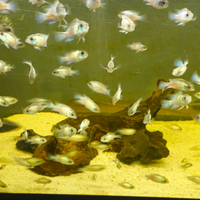 Andinoacara pulcher neon blue