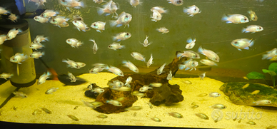 Andinoacara pulcher neon blue