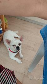Incrocio di bulldog francese e chihuahua