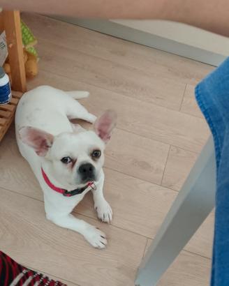 Incrocio di bulldog francese e chihuahua
