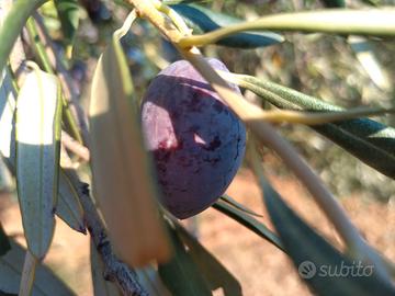 4000 piante di ulivo