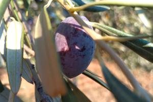 4000 piante di ulivo