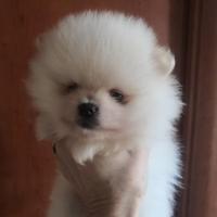 Cuccioli di Pomerania