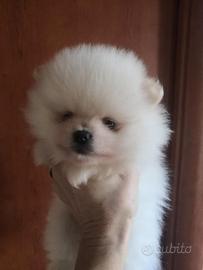 Cuccioli di Pomerania