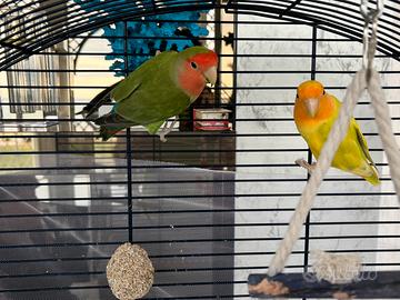 Inseparabili coppia