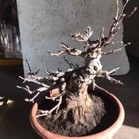 Giaodinaggio bonsai