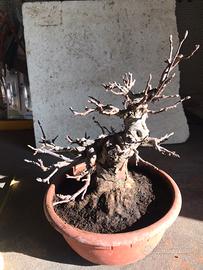 Giaodinaggio bonsai