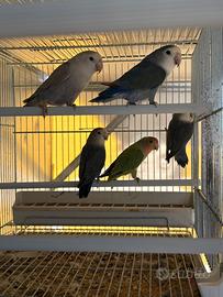 Pappagalli inseparabili roseicollis