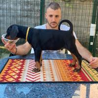 Cucciolo di dobermann