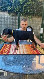 Cucciolo di dobermann