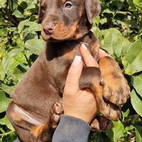 Ultimi cuccioli di dobermann