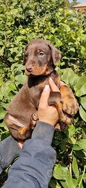 Ultimi cuccioli di dobermann