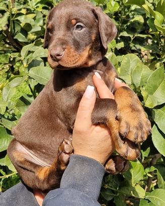 Ultimi cuccioli di dobermann