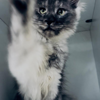 Maine coon ELEGANZA&AMORE