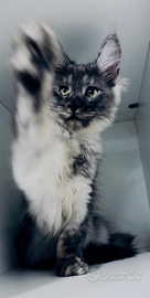 Maine coon ELEGANZA&AMORE