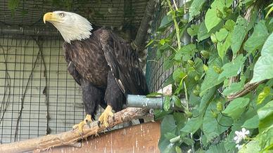 Aquila di mare testa bianca femmina