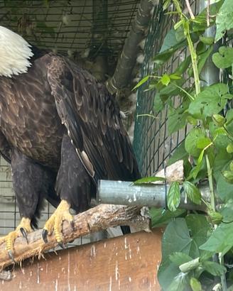 Aquila di mare testa bianca femmina