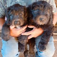 Cucciolo puro pastore bergamasco