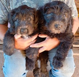 Cucciolo puro pastore bergamasco