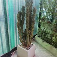 Pianta grassa botanicly cactus