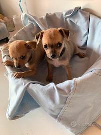 Cucciolo di Pinscher