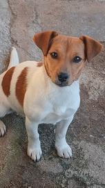 Jack russel