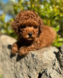 Barboncino piccolo Toy maschio 3 mesi