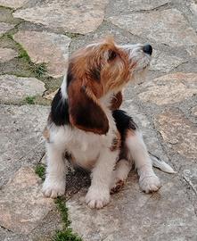 Cucciolo di Beagle grifon basset