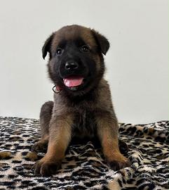 Cuccioli pastore belga malinois
