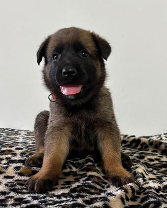 Cuccioli pastore belga malinois