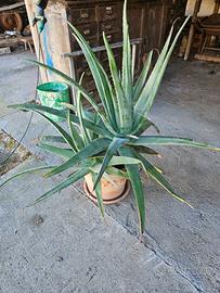 Pianta di Aloe Vera in vaso