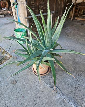 Pianta di Aloe Vera in vaso