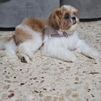 Cucciolo di shih tzu