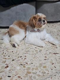 Cucciolo di shih tzu