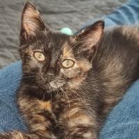 Gattina 50 giorni