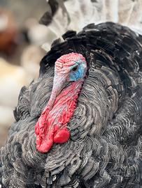 Galline/ galli