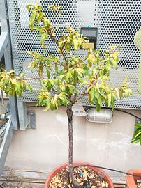 Piante da frutta nane e agrumi in vaso
