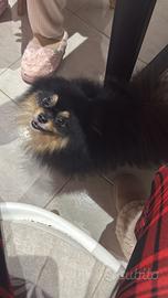 Spitz pomeriana nano