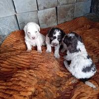Cuccioli di lagotto