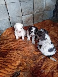 Cuccioli di lagotto