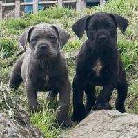 Cane corso