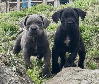 Cane corso