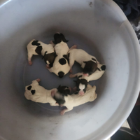 Cuccioli jack Russel broken